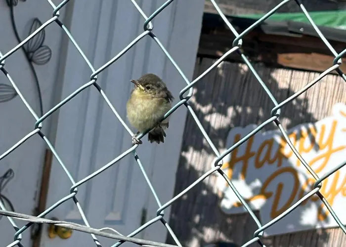 Lägenhet El Pasil 2 Arona (Tenerife)